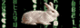 internet rabbit internet rabbit