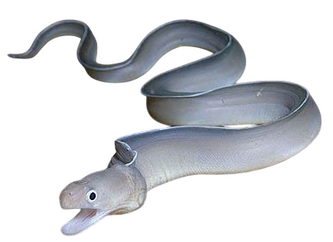 click the hook